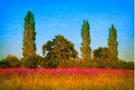 Summer Grassy Meadow - Artwork from Printism