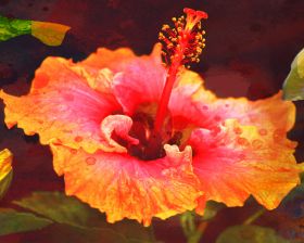 Hibiscus