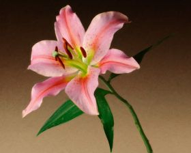 Oriental Lily 1