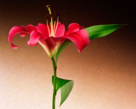 Oriental Lily 2