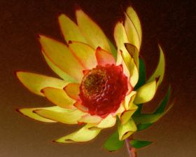 Protea 3