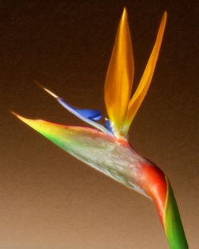 Bird of Paradise 1