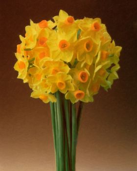 Dafodils 1