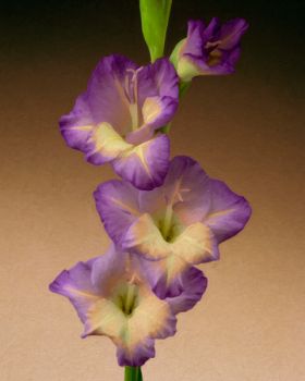 Gladioli