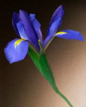 Iris 1