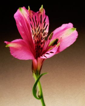 Peruvian Lily