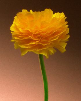 Ranunculus 2