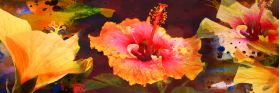Hibiscus Medley