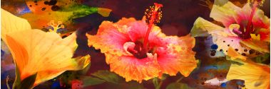 Hibiscus Medley