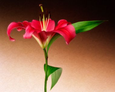 Oriental Lily 2