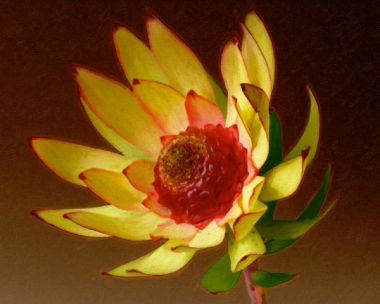 Protea 3