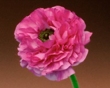 Ranunculus 1