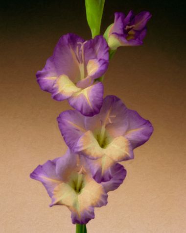 Gladioli