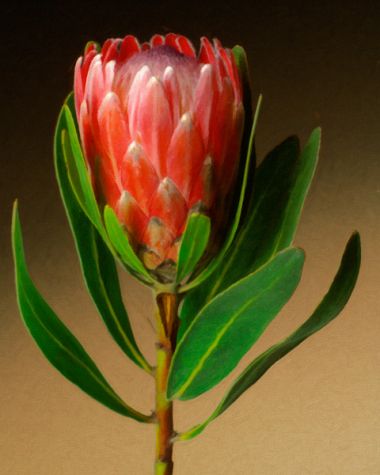 Protea 2